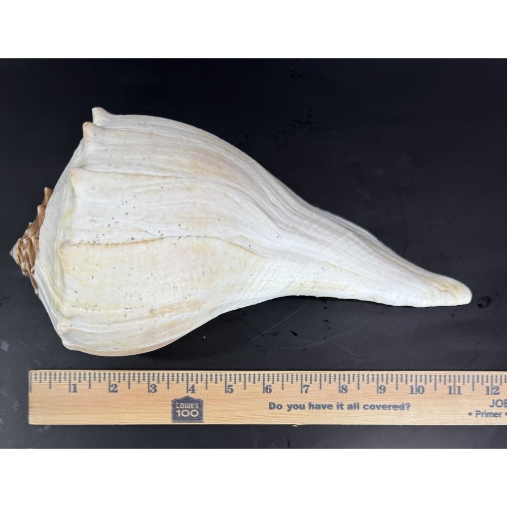 Large 12" Natural Lightning Whelk Shell Coastal Beach Nautical Ocean Decor Left - Picture 13 of 16